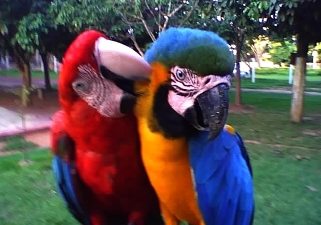 Amor incondicional