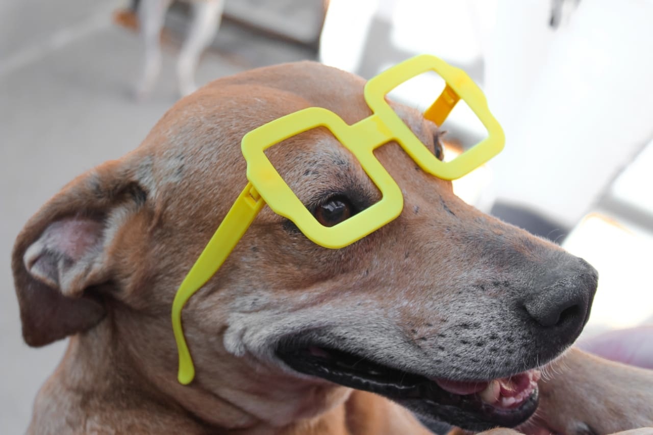Adote um Pet da APAMS