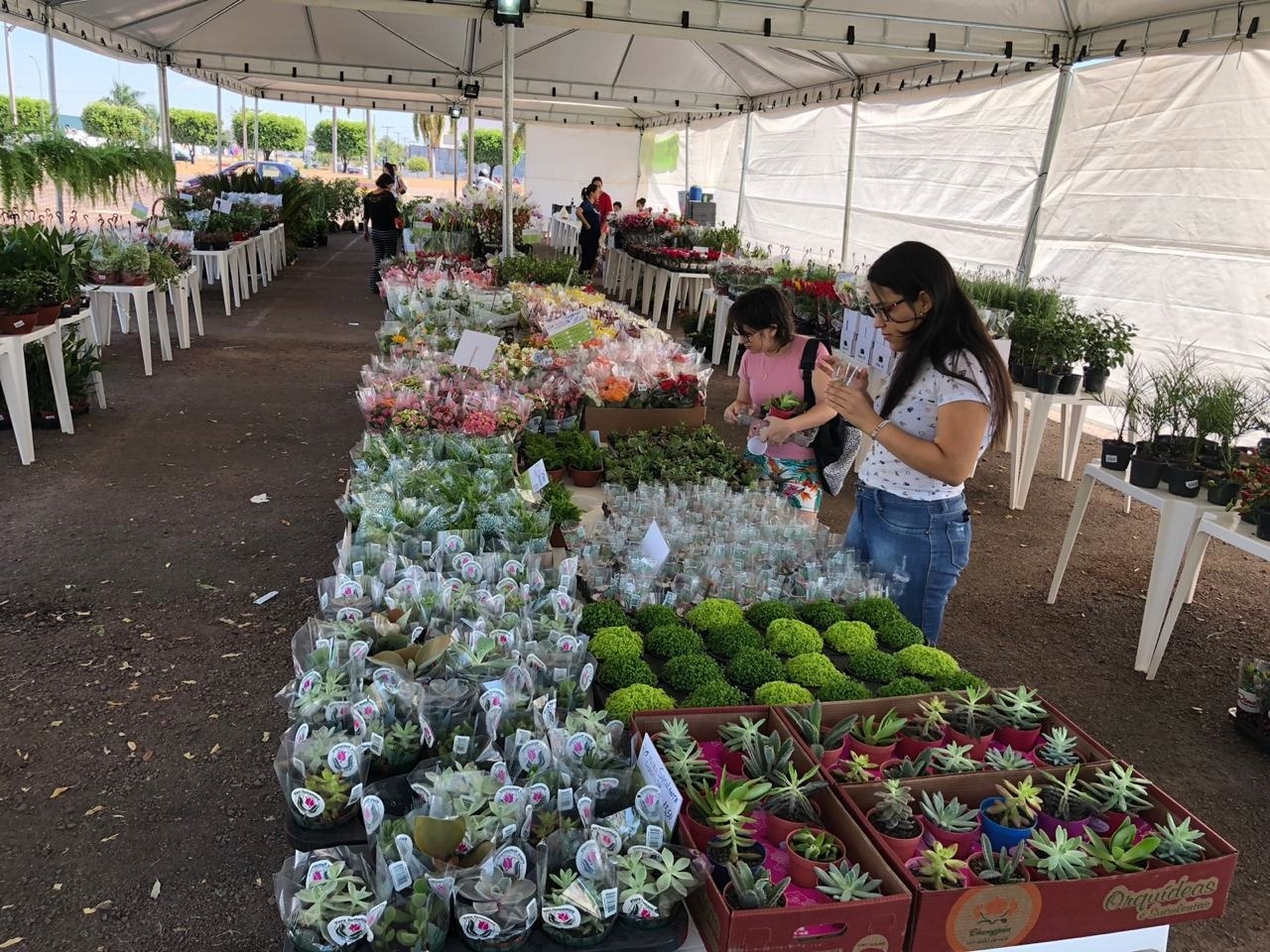 Feira de Flores de Holambra em Sinop