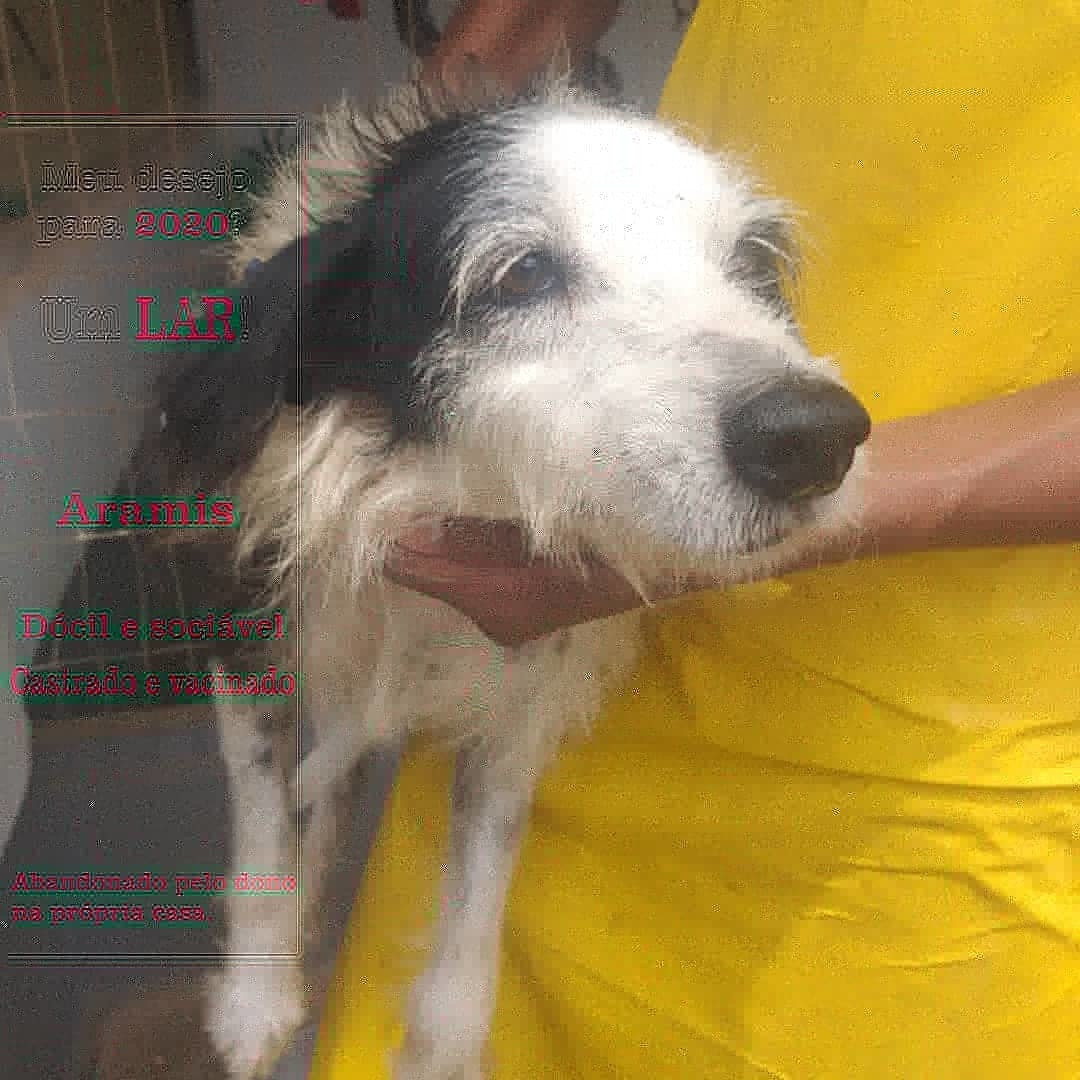 Apams: Confira alguns animais que estão para adoção