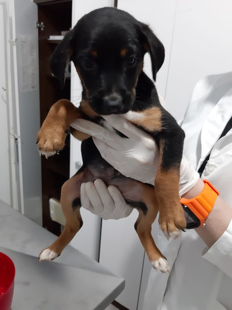 Apams: Confira alguns animais que estão para adoção