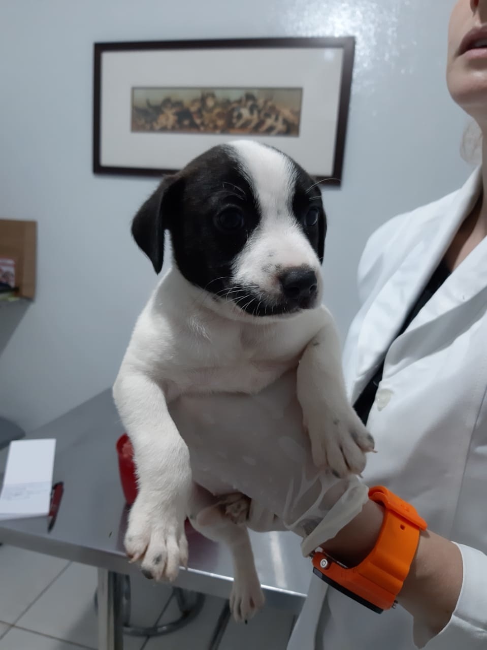 Apams: Confira alguns animais que estão para adoção
