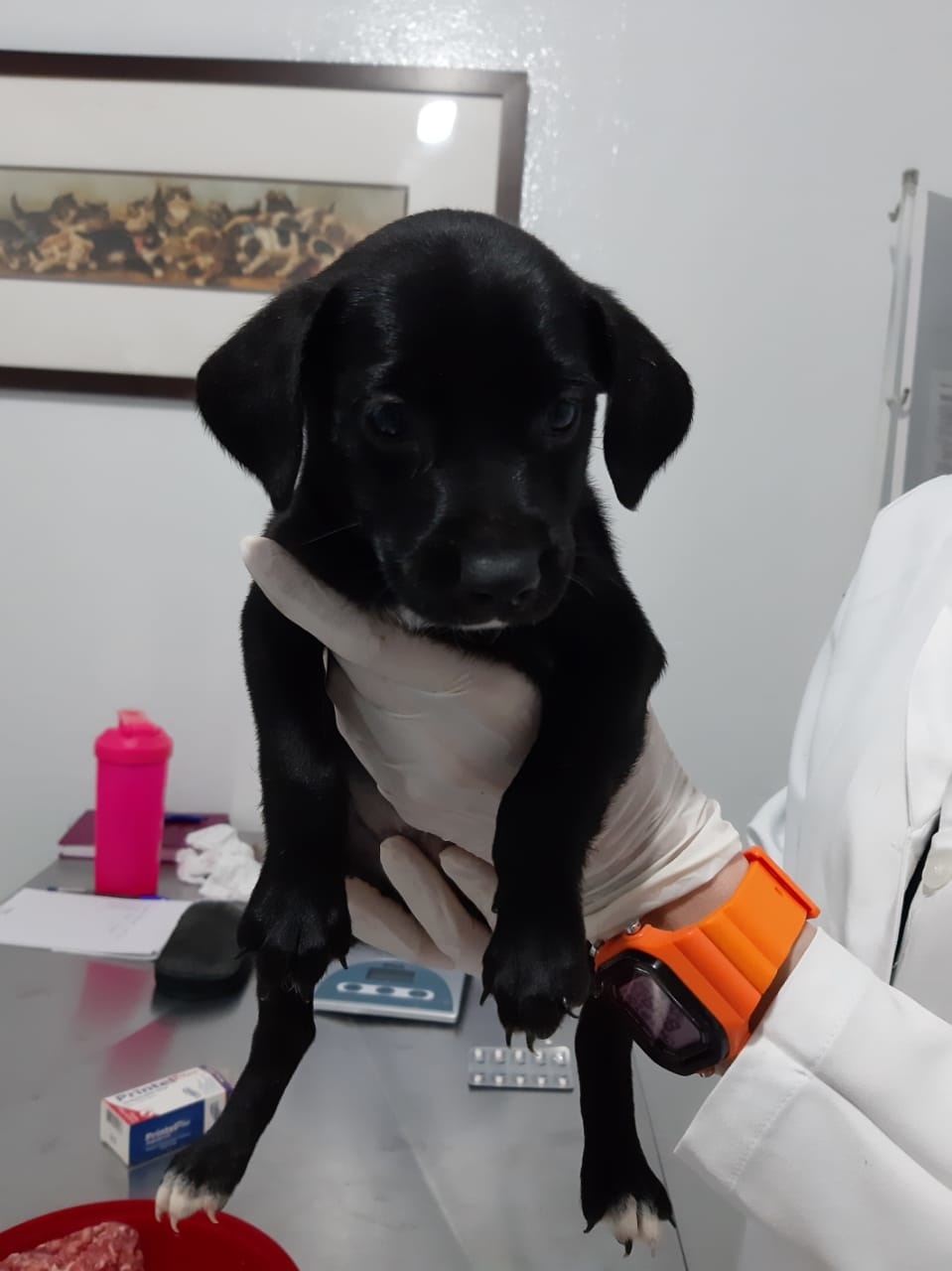 Apams: Confira alguns animais que estão para adoção