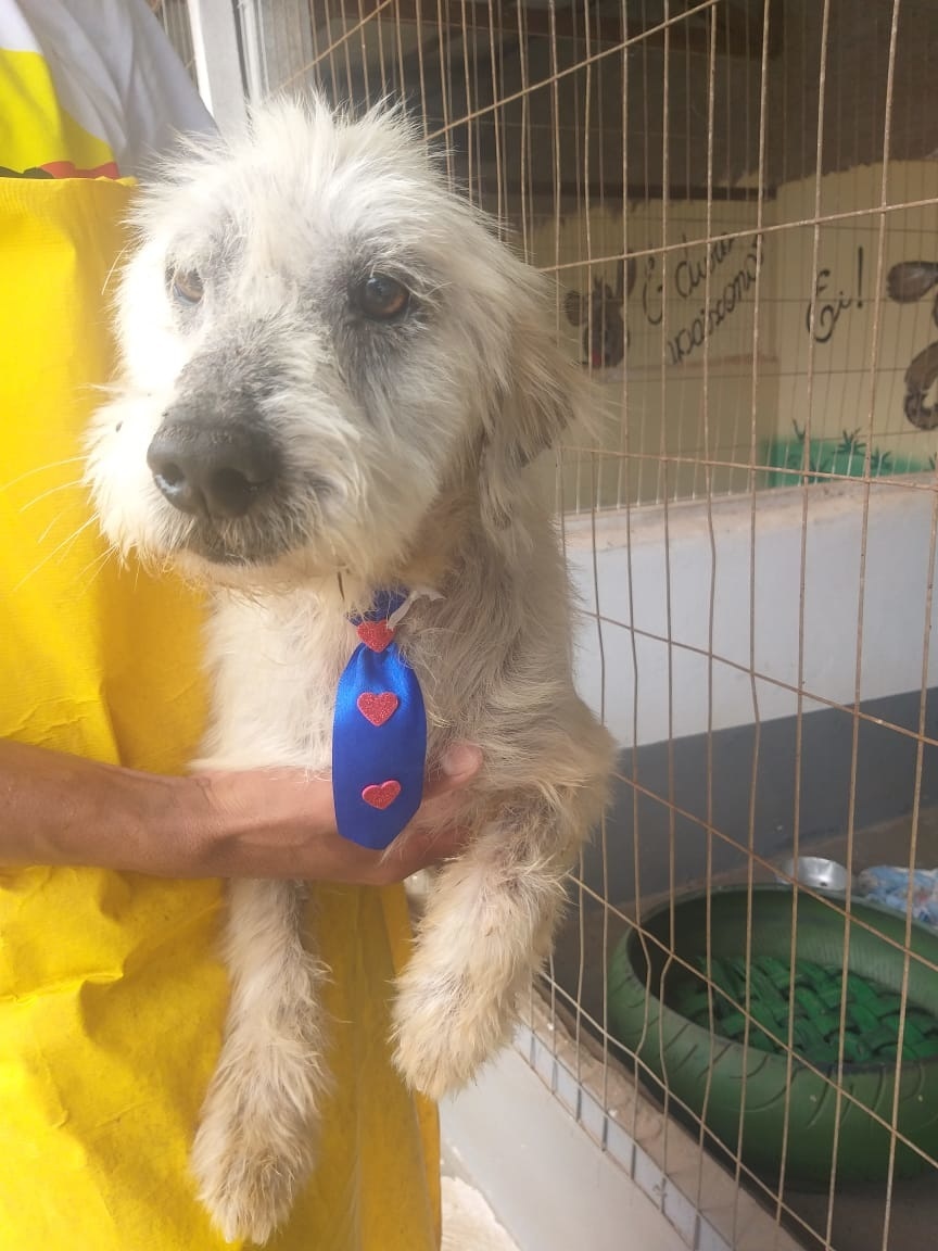 Apams: Confira alguns animais que estão para adoção