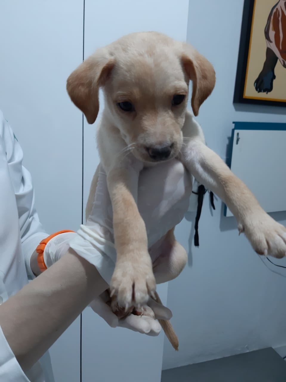 Apams: Confira alguns animais que estão para adoção