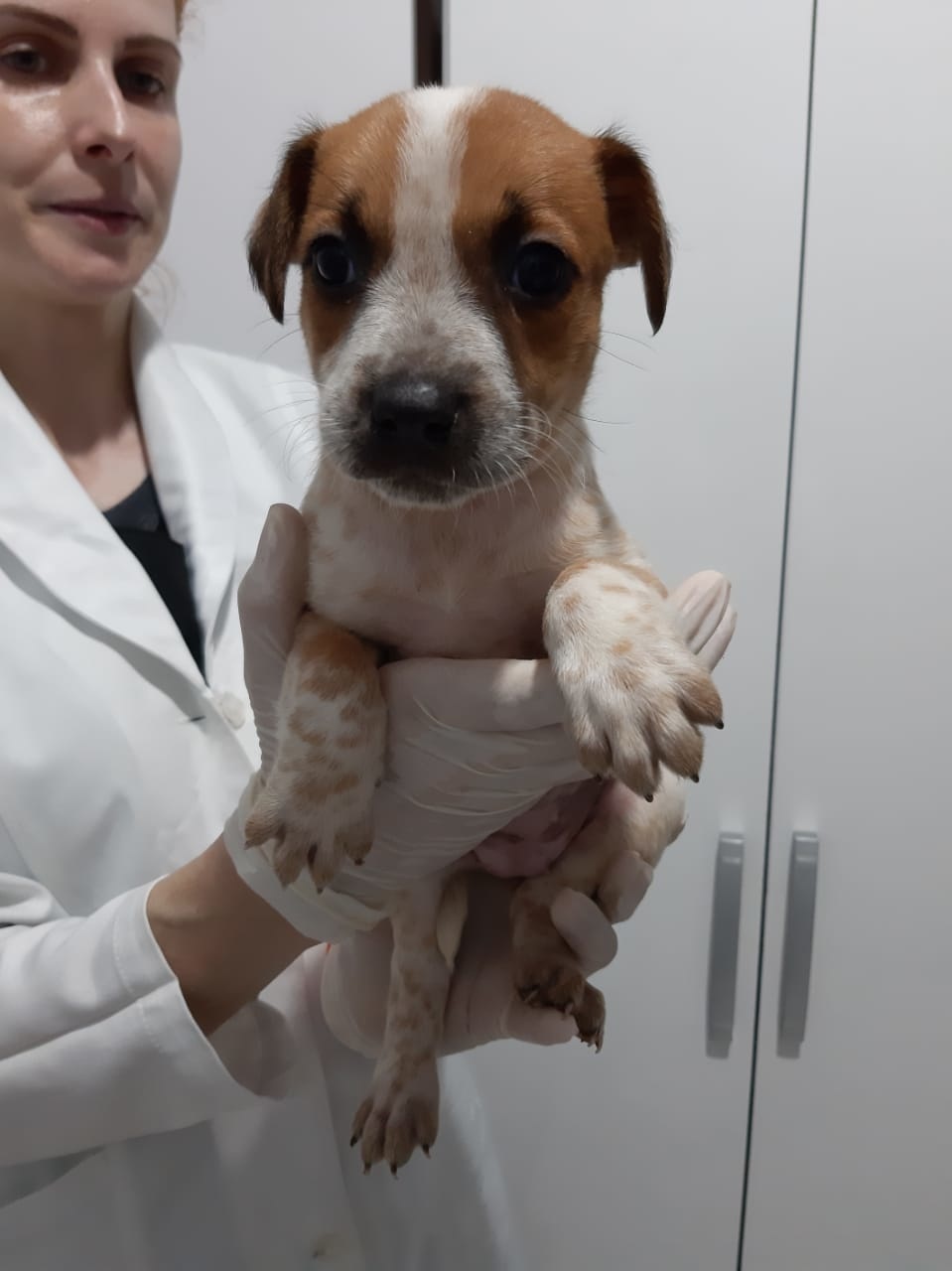 Apams: Confira alguns animais que estão para adoção