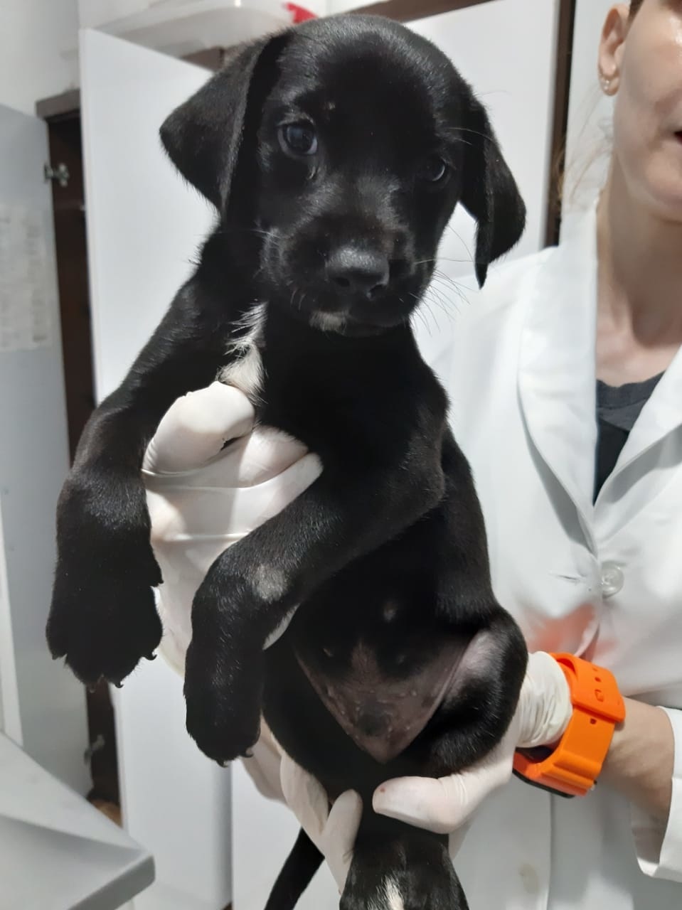 Apams: Confira alguns animais que estão para adoção