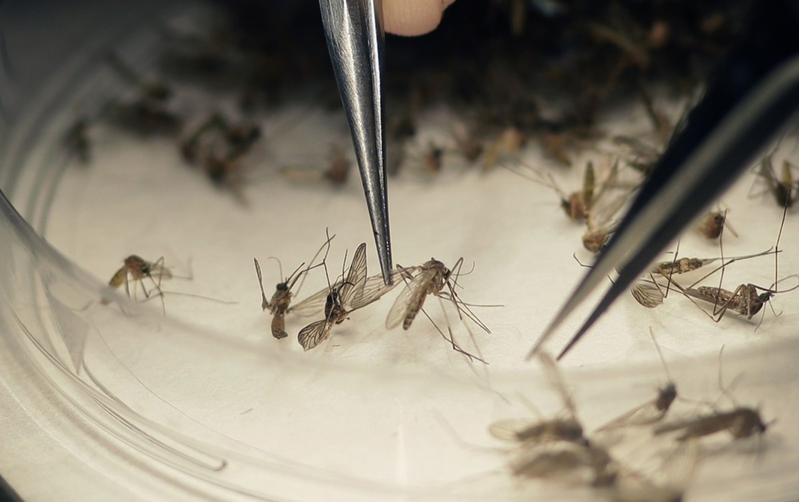 MT tem 98 municípios em situação de alerta ou com risco de surto dengue, zika e chikungunya