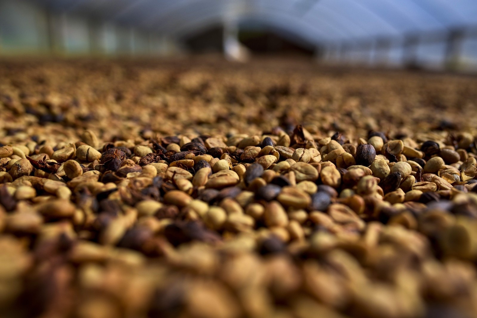 Produção de café aumenta 13,9% em MT
