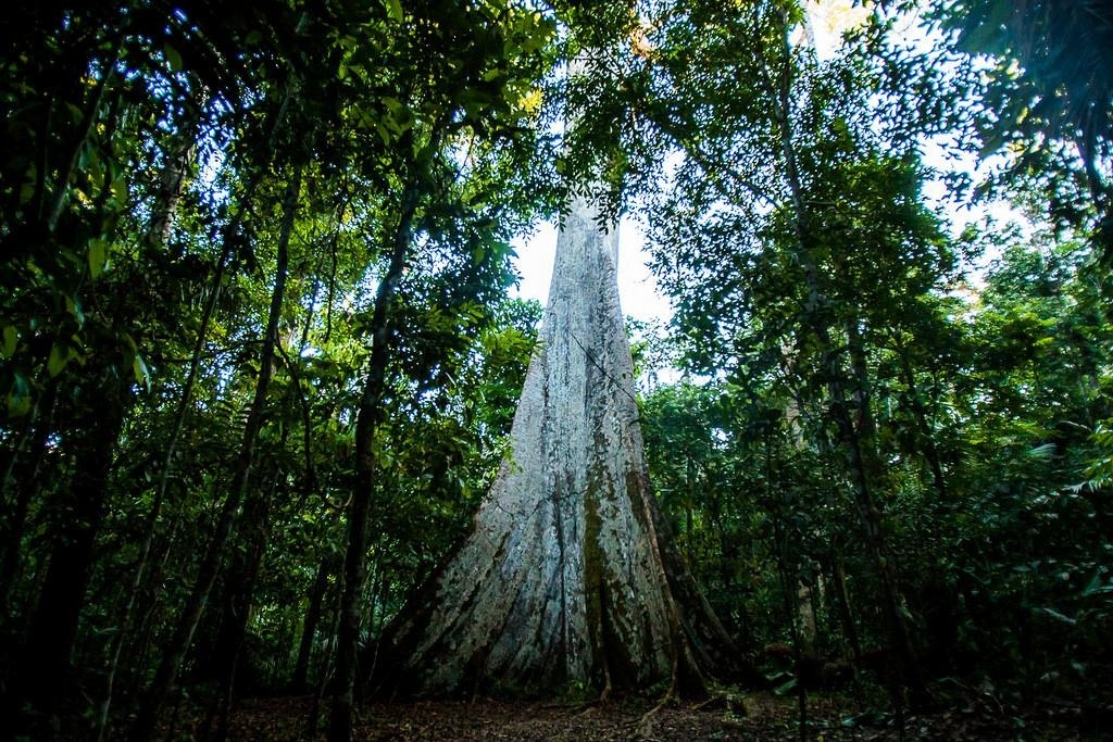 MT recebe R$ 60 milhões da Alemanha e Reino Unido por redução nas emissões de CO2