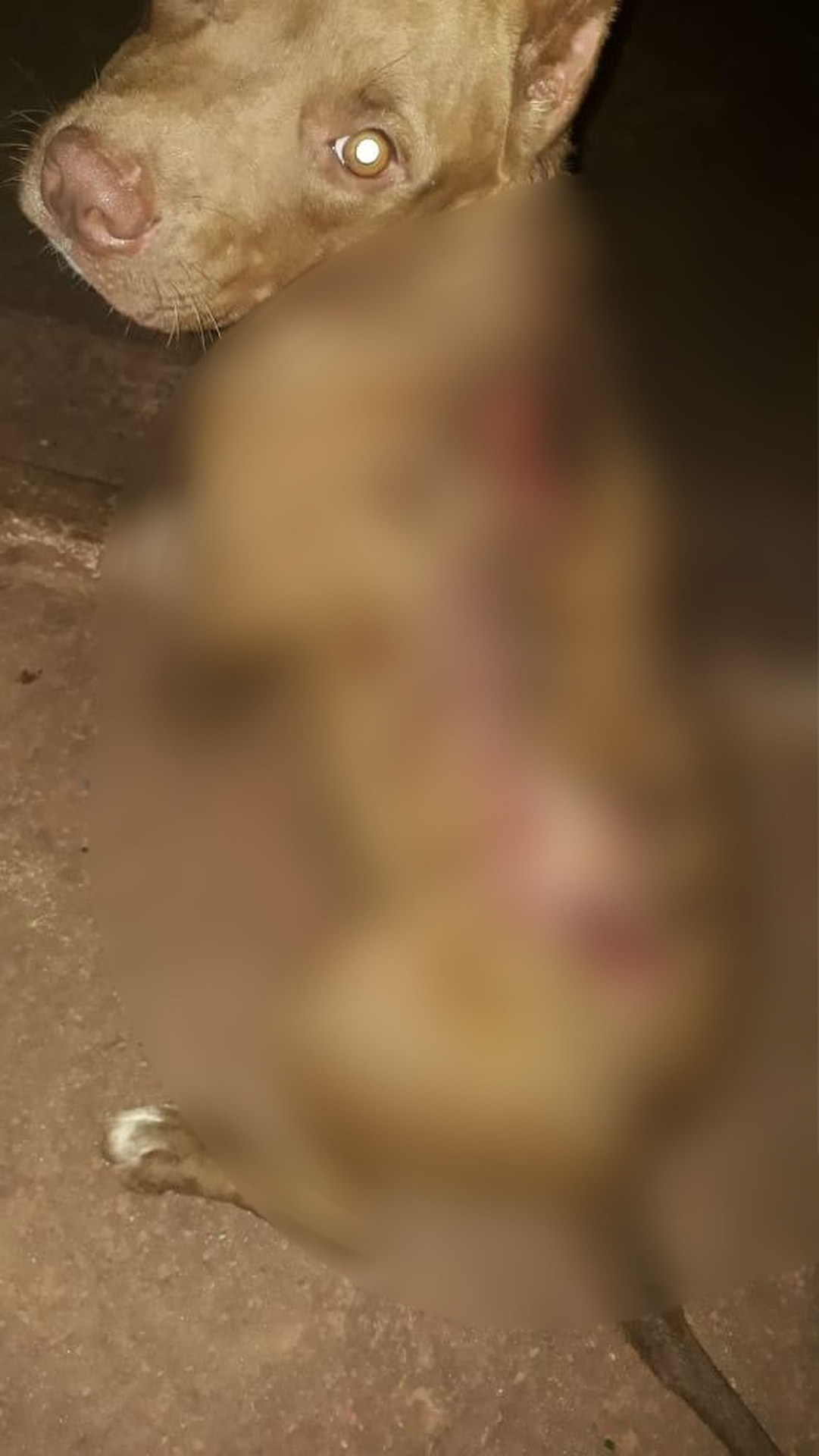 Surdo-mudo de 60 anos é preso suspeito de esfaquear o próprio cachorro em MT