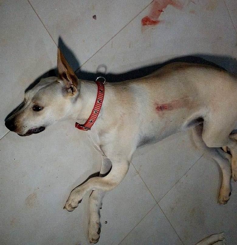 Cadela evita roubo, mas acaba morta com tiro em Sinop