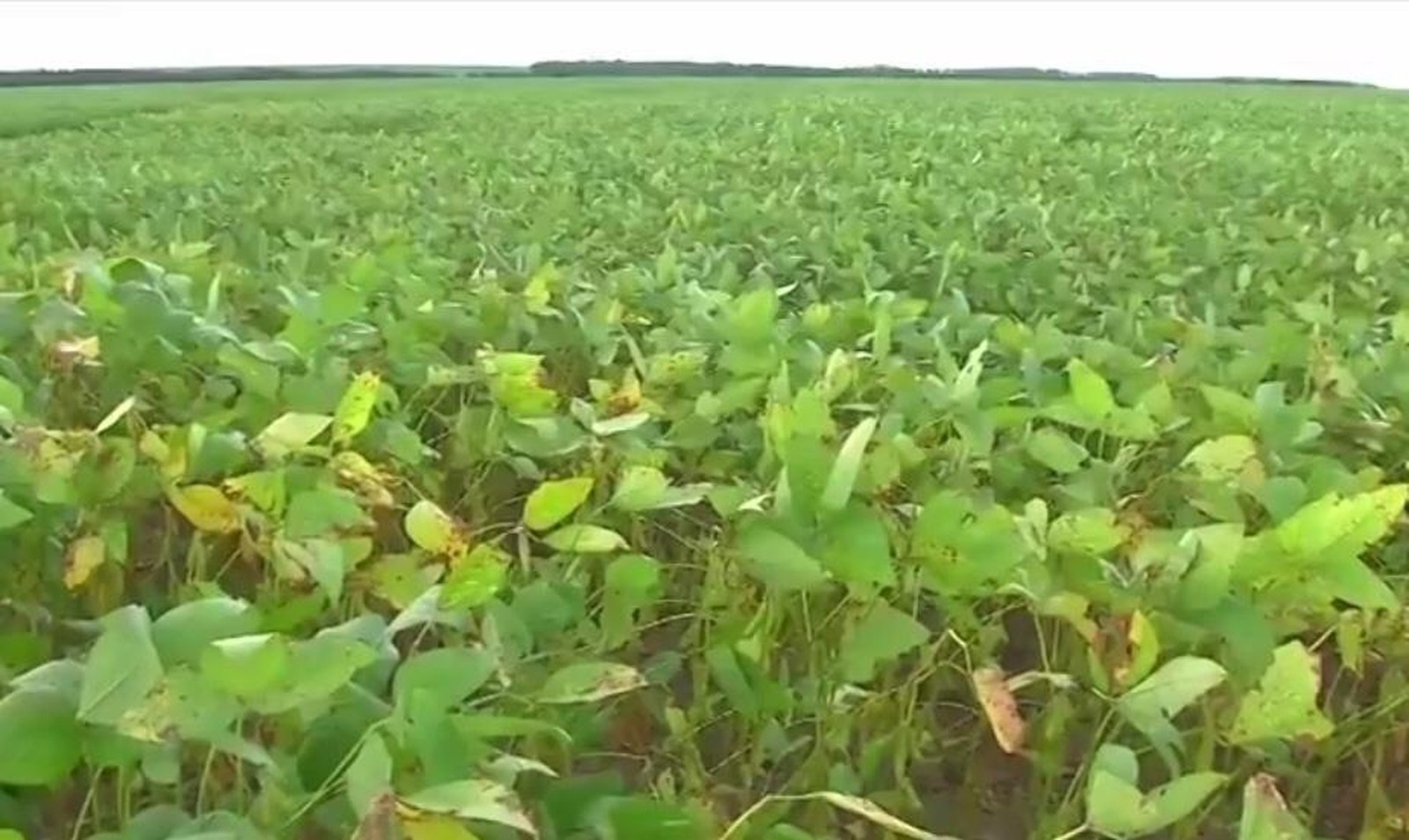Estiagem provoca perda para lavouras de soja de MT