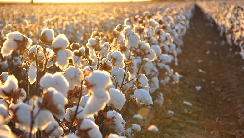 Com 20% da área plantada, produtores já comercializaram 70% da safra de algodão em MT