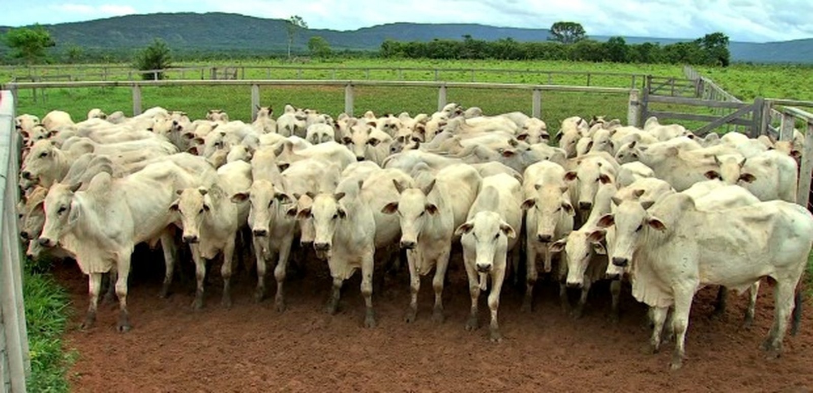 5 milhões de cabeças de gado foram abatidas em 2018 em MT