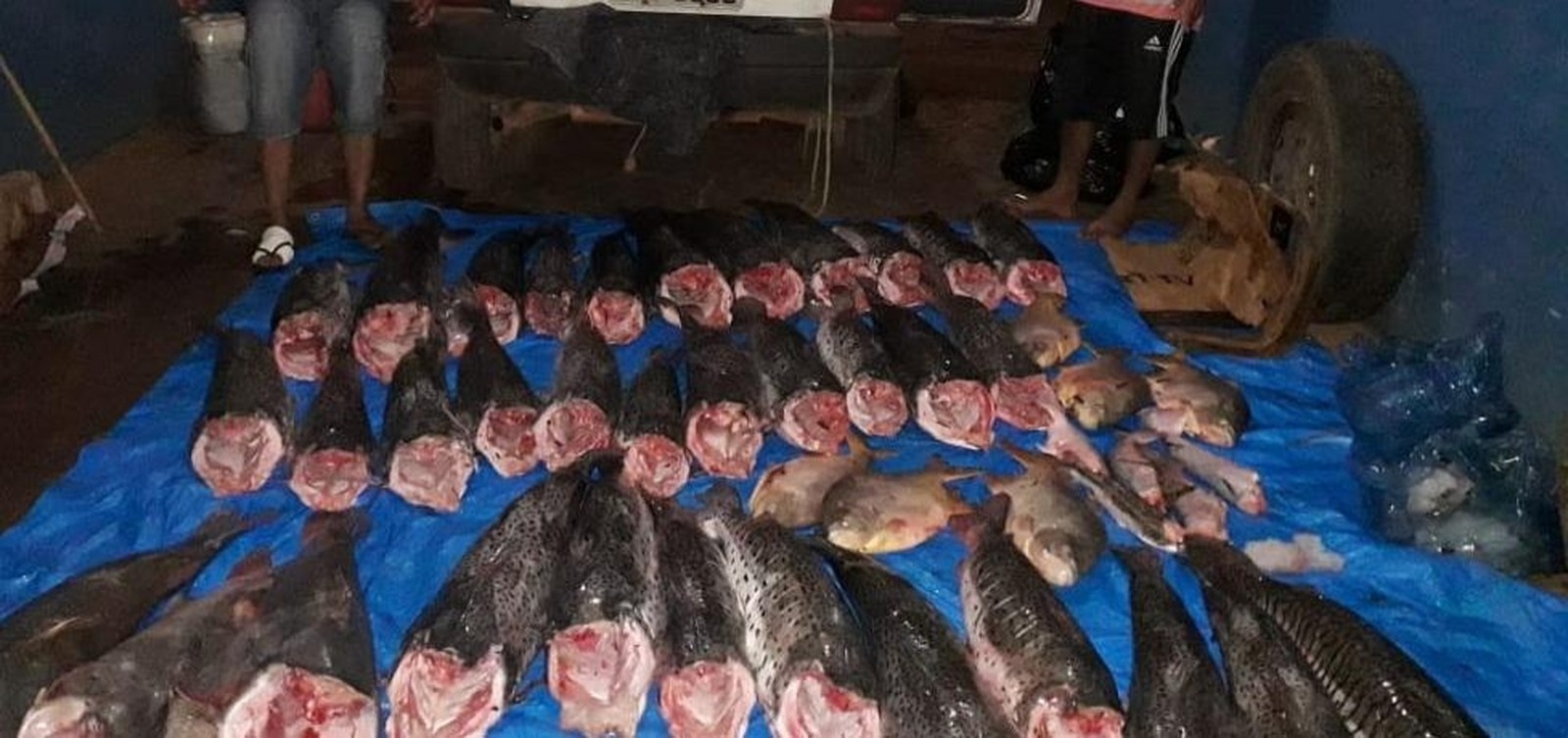 Dois homens são presos e 300 kg de pescado irregular apreendidos no Pantanal em MT