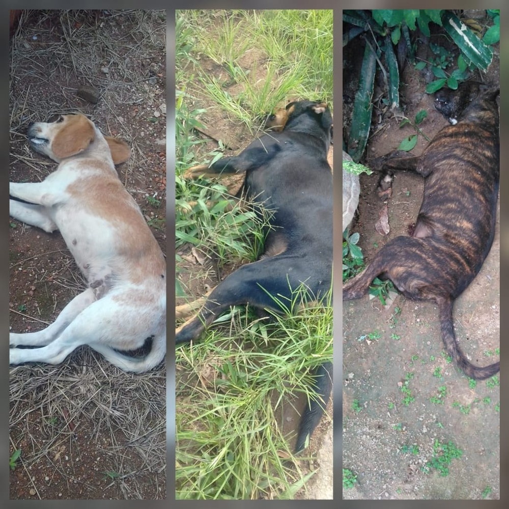 ONG oferece recompensa por informações sobre suspeito de envenenar mais de 20 cães em MT