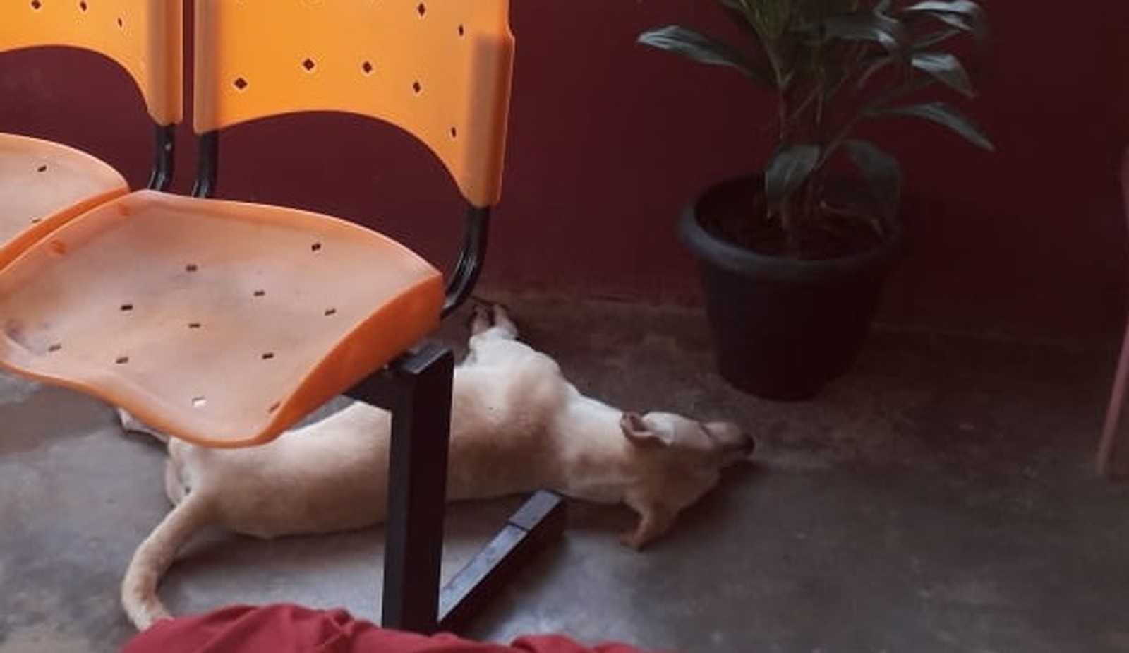 Polícia investiga morte de 26 cachorros em Alta Floresta