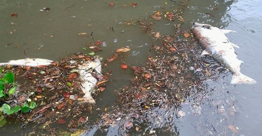 Morte de peixes no Teles Pires ocorreu 24h após a abertura das comportas
