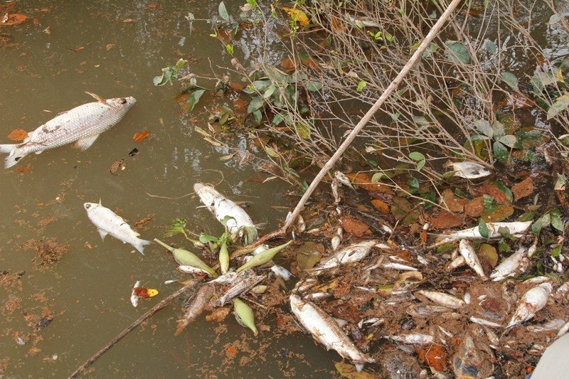 Recomendações do MP agravariam o problema da morte dos peixes
