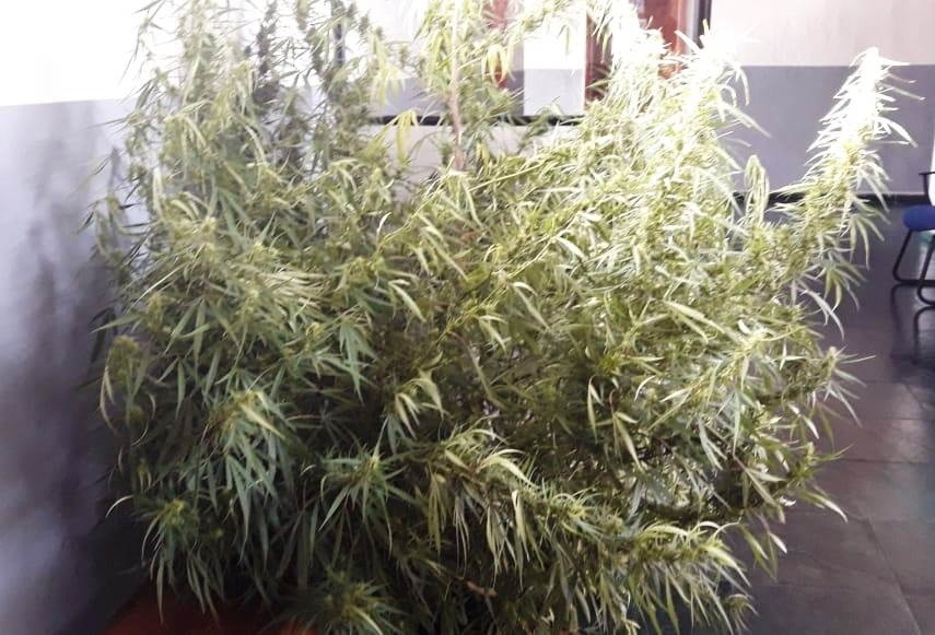 Polícia encontra pé de maconha com mais de 1,5 metros em Sinop