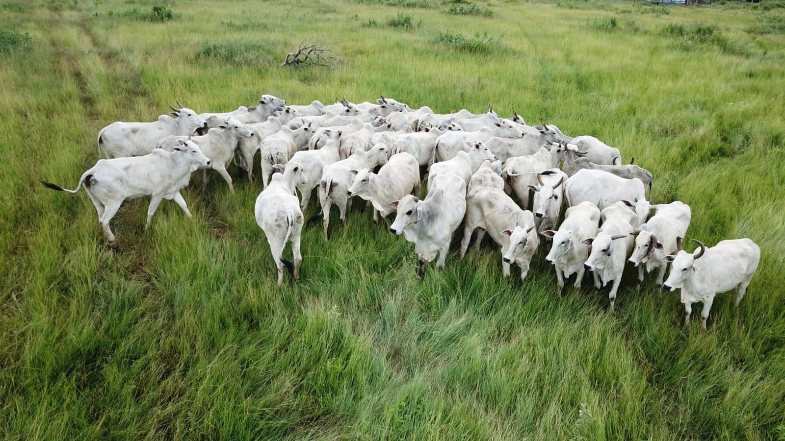 Polícia encontra gado furtado e prende dono de fazenda por receptação em MT