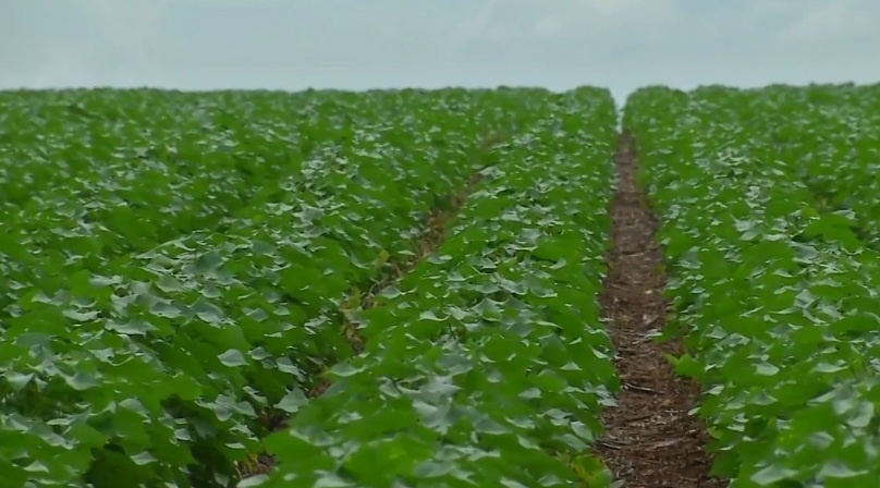 Seca em lavouras de algodão em MT pode comprometer produtividade, dizem agricultores