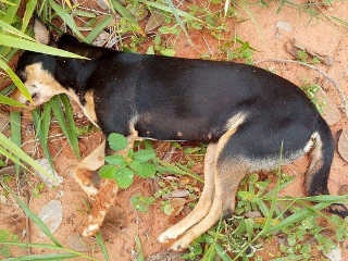 Homem é acusado de matar vários animais envenenados em Sinop