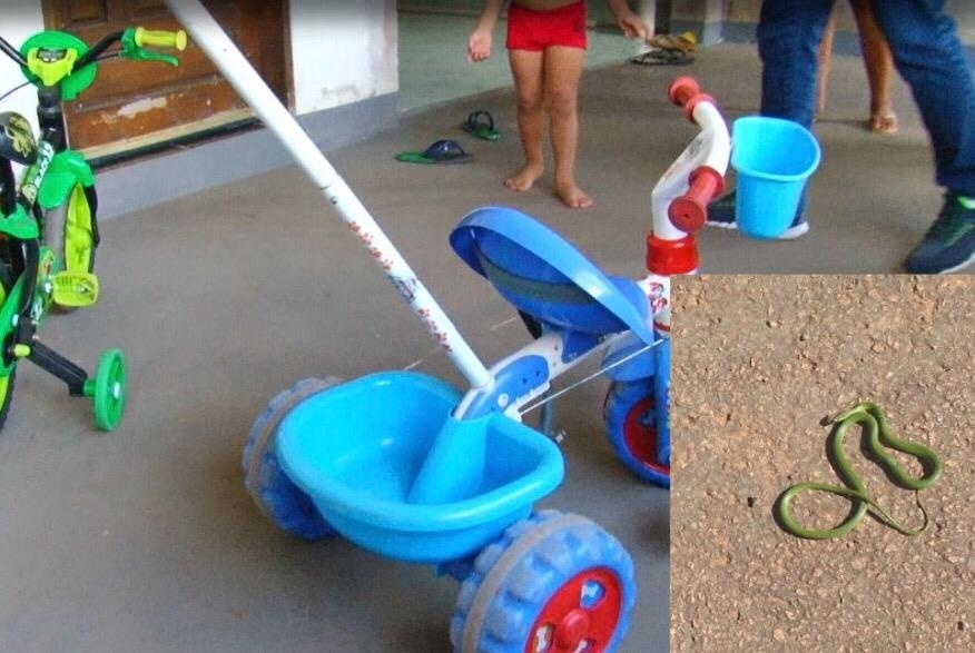 Criança encontra cobra enquanto brincava de motoca