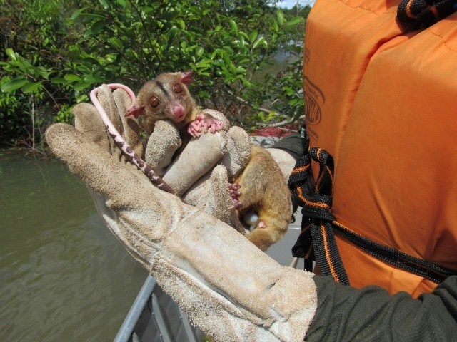 Mais de 26 mil animais foram resgatados no lago da Usina