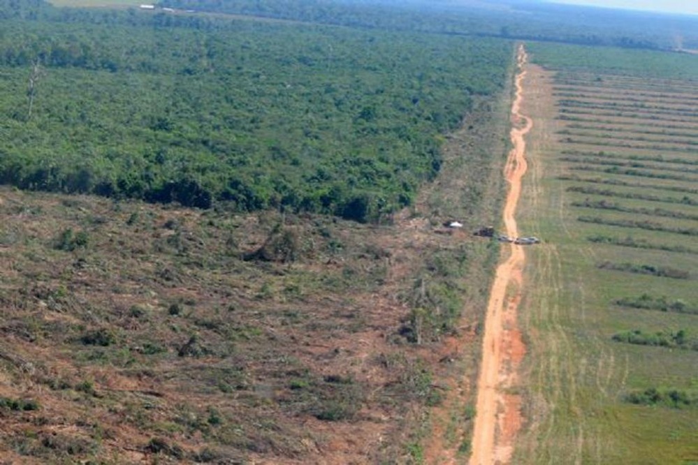 Desmatamento diminui 77% da Amazônia em MT