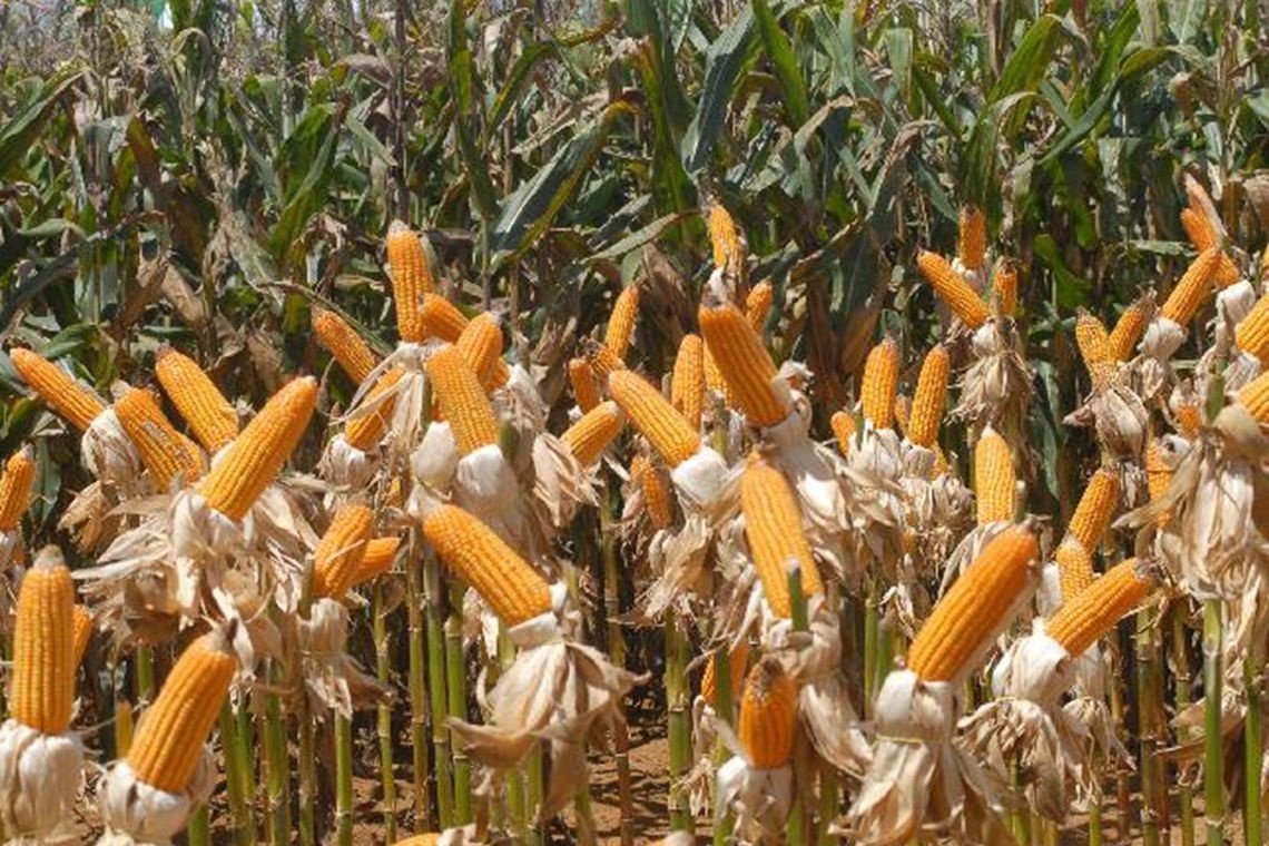 Mato grosso tem maior produção de etanol de milho