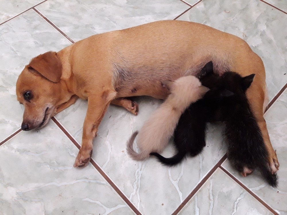 Cadela de 7 anos que nunca teve filhotes adota três gatinhos abandonados em MT