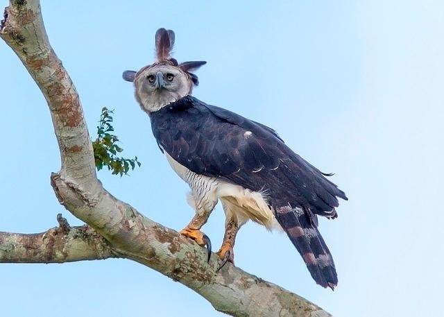 Nativa do Brasil, maior águia do mundo já perdeu mais de 40% do seu habitat