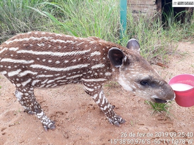 Sema devolve 40 animais silvestres para natureza