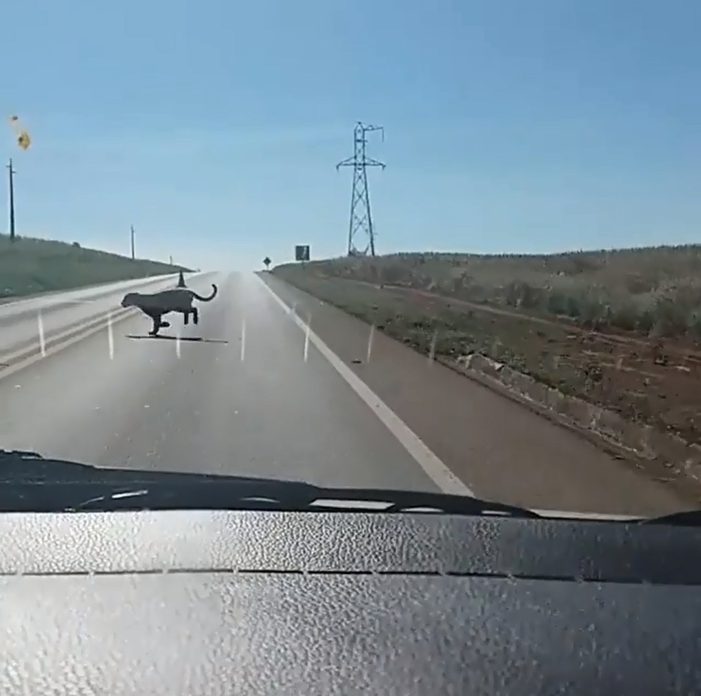 Passageira flagra momento raro de onça pintada atravessando rodovia