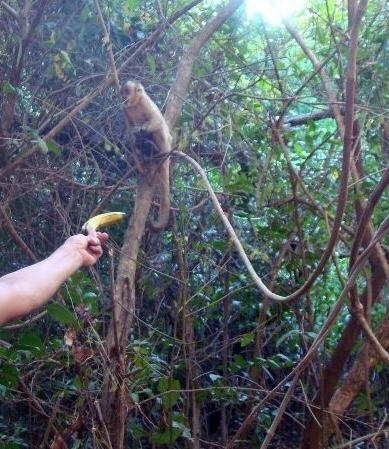 Por que não podemos alimentar animais em parque?