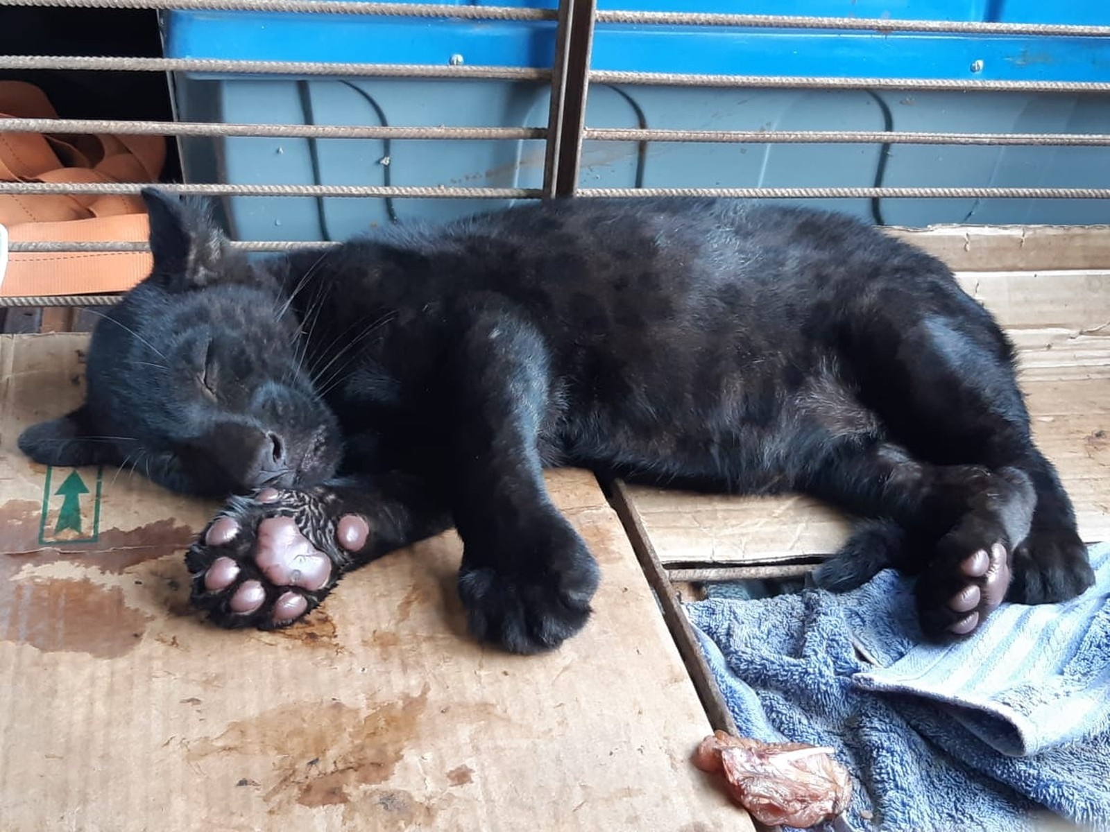 Raro e ameaçado de extinção, filhote de onça preta é encontrado perdido por morador em MT
