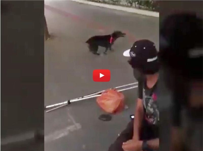 Cadelinha grávida fica separada de morador de rua e reencontro deles surpreende