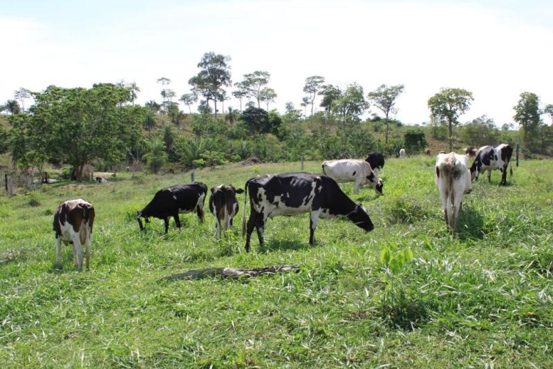 Mais da metade da produção se concentra em 40 municípios