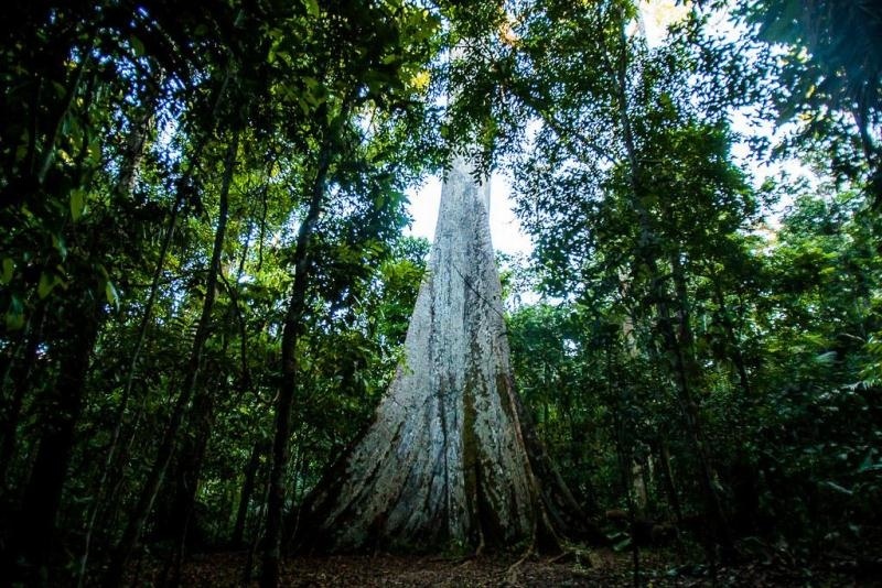 Mato Grosso tem queda no desmatamento pelo quarto mês consecutivo