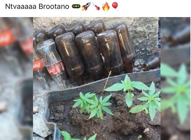 Mulher posta foto de cultivo de maconha em rede social e é presa pela PM