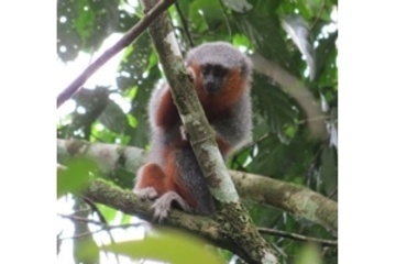 Professor da UFMT descobre nova espécie de macaco em MT