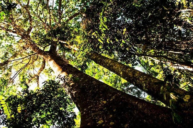 Desmatamento do bioma amazônico cai 26% em Mato Grosso