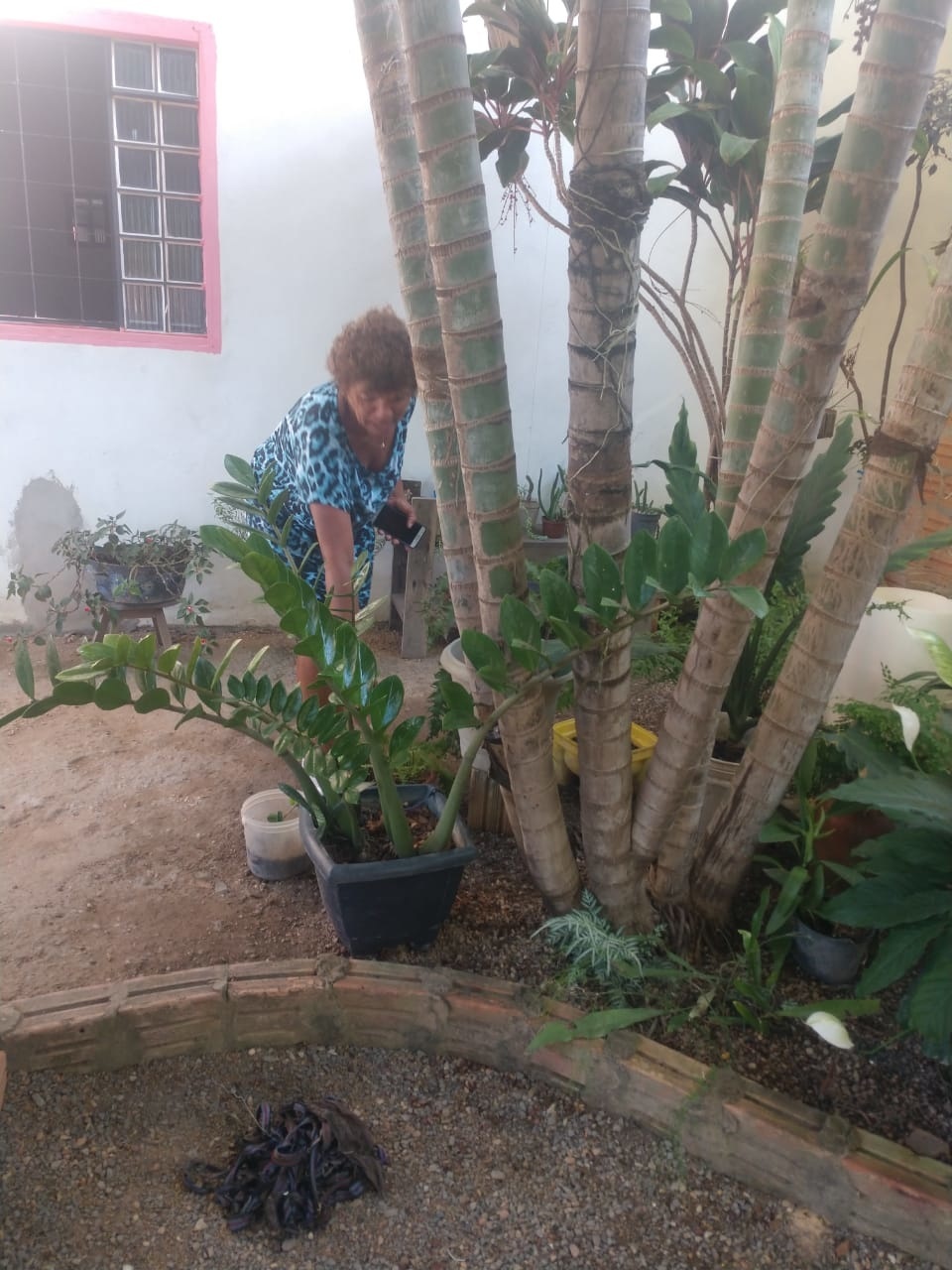 Idosa denúncia furto de orquídeas raras pela segunda vez