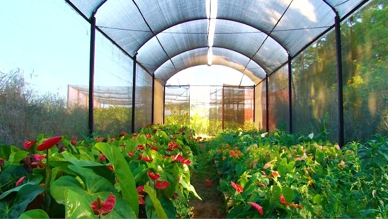 Sinop começa a produzir flores tropicais