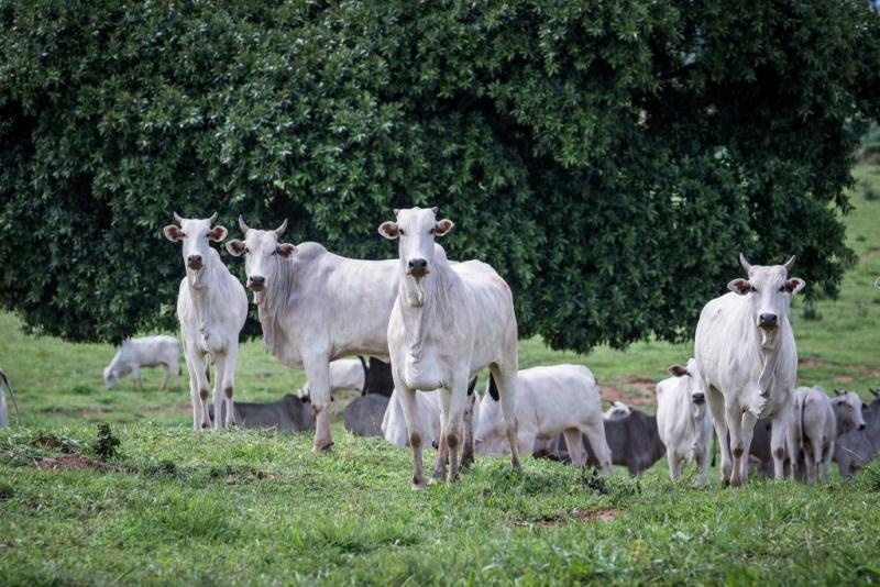 Carne bovina de Mato Grosso tem o menor imposto do País