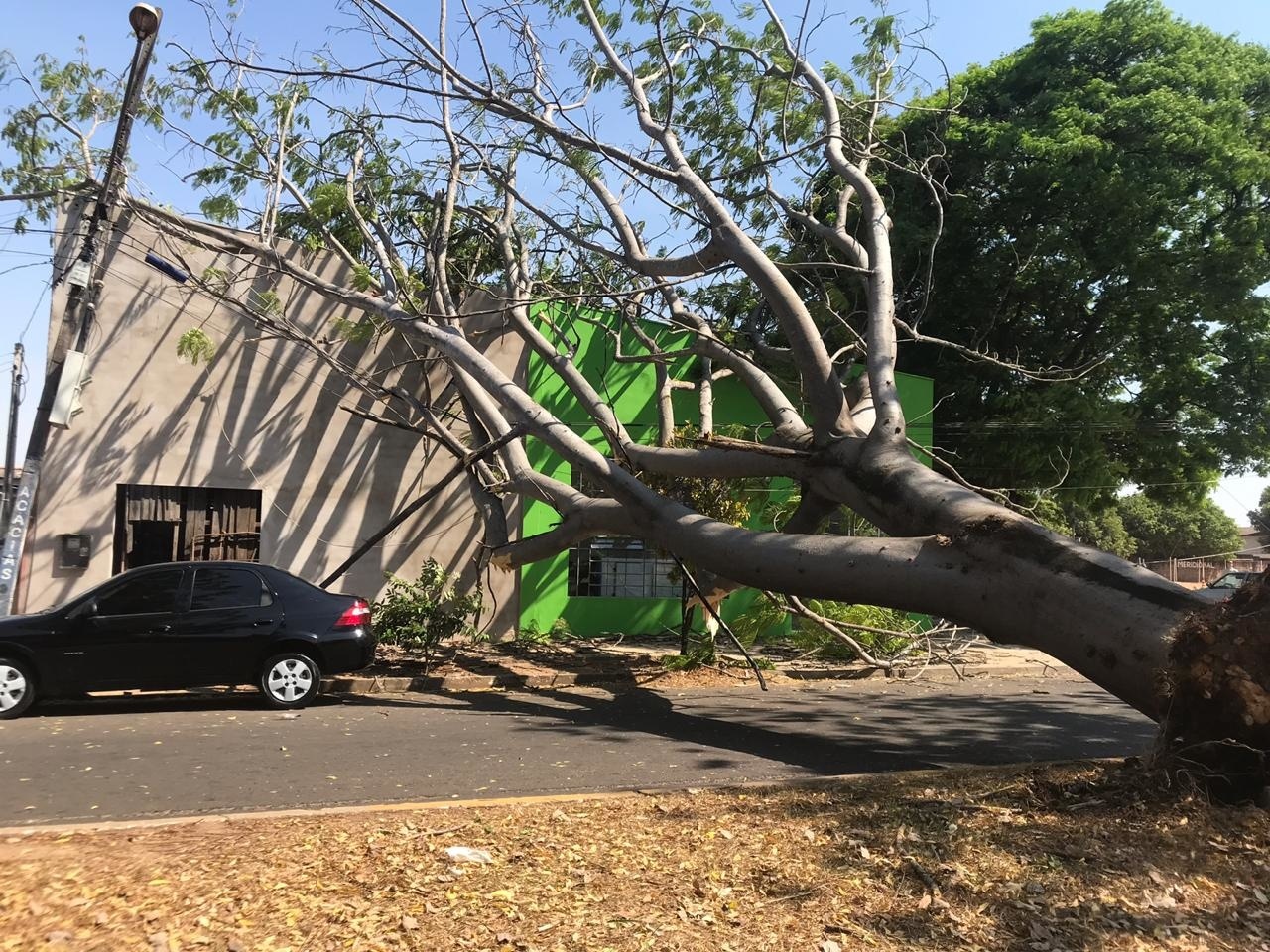 Moradores se revoltam após queda de árvore em Avenida de Sinop