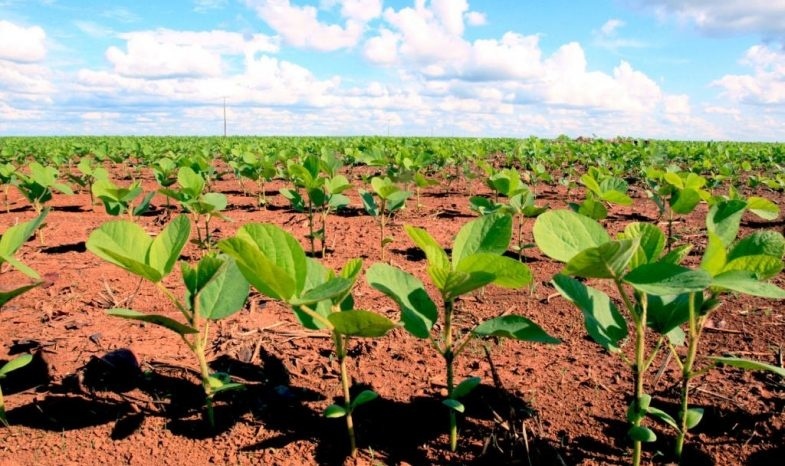 Projeto da Unemat disponibiliza mapeamento da última safra de soja