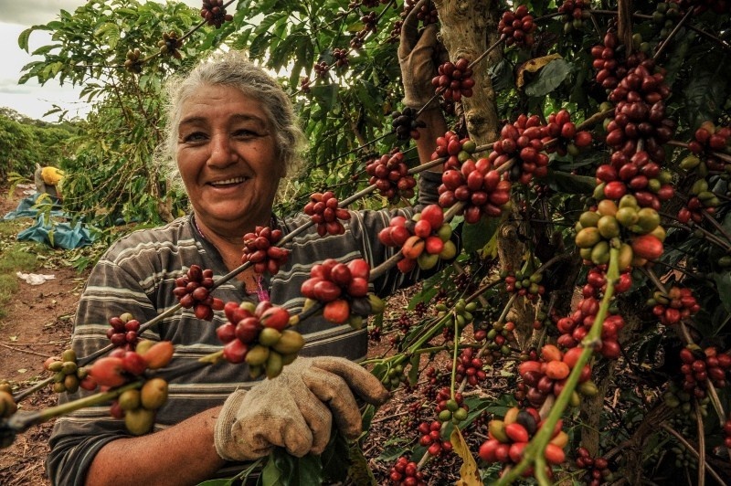 Governo mantém isenção de ICMS aos produtores de café